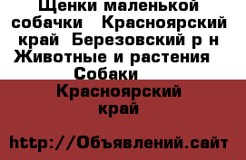 Щенки маленькой собачки - Красноярский край, Березовский р-н Животные и растения » Собаки   . Красноярский край